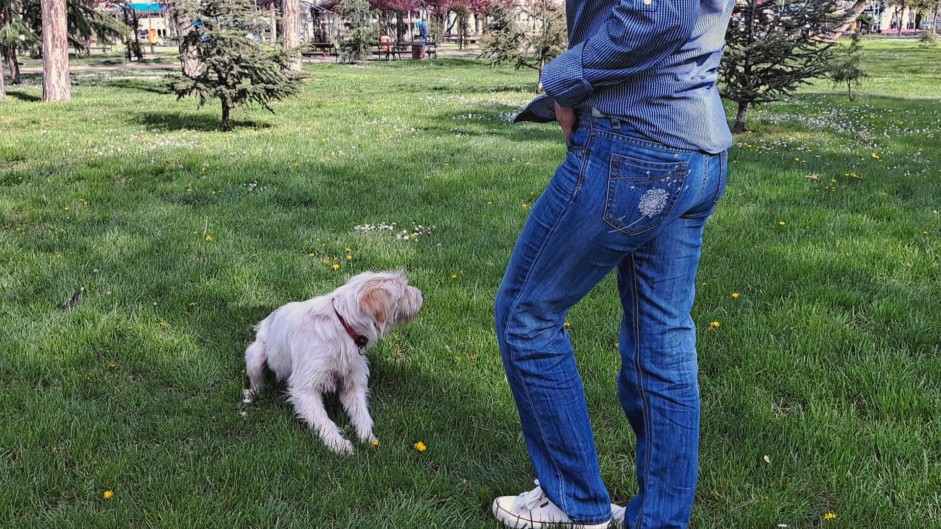 Hand-embroidered dandelion on the back pocket of blue denim jeans, with real dandelion flowers tucked into the pocket, shot outdoors in spring